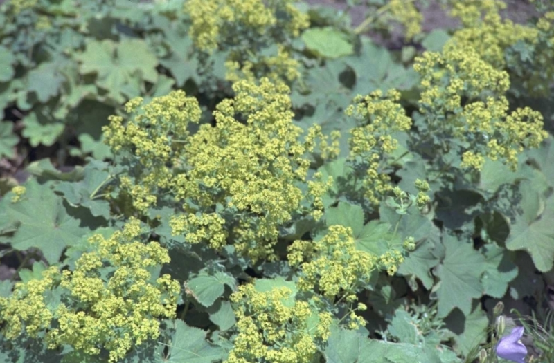 fraaie vrouwenmantel - guide des plantes - groendekor tuincentrum bvba
