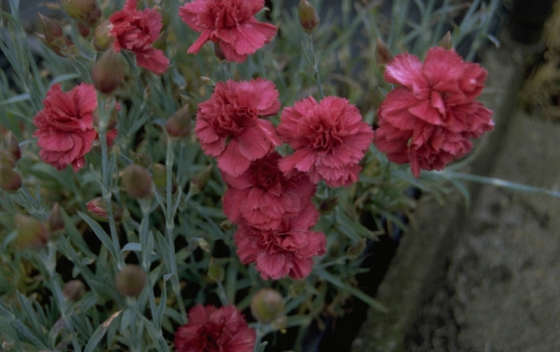 Anjer Guide Des Plantes Famiflora Ouvert