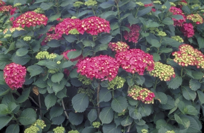 Hortensia (bol) - Guide des plantes - Famiflora ouvert 7/7