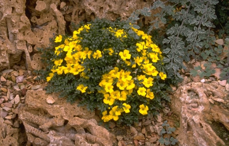 morisia-guide-des-plantes-famiflora-ouvert-7-7