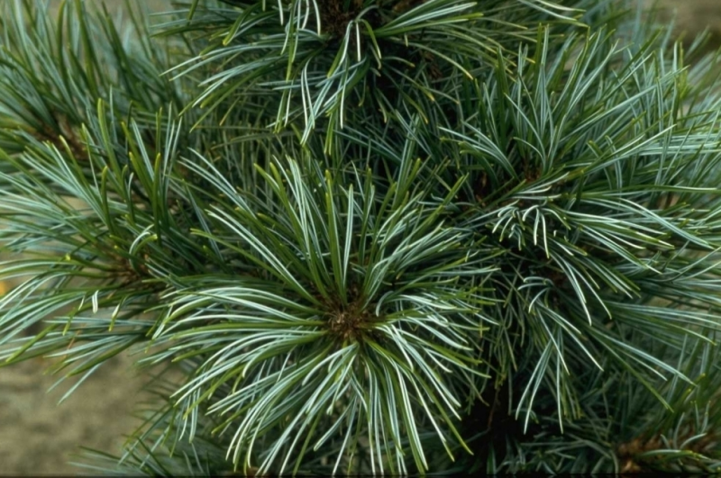 Pinus koraiensis silver lining описание