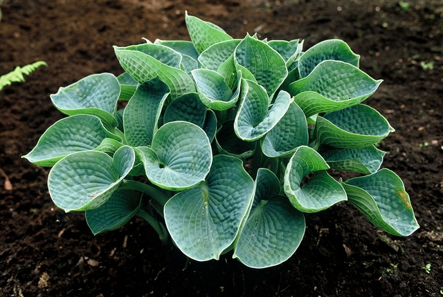 Plantain Lily - Plant finder - Knights Garden Centres