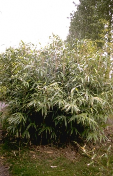 Japanse bamboe