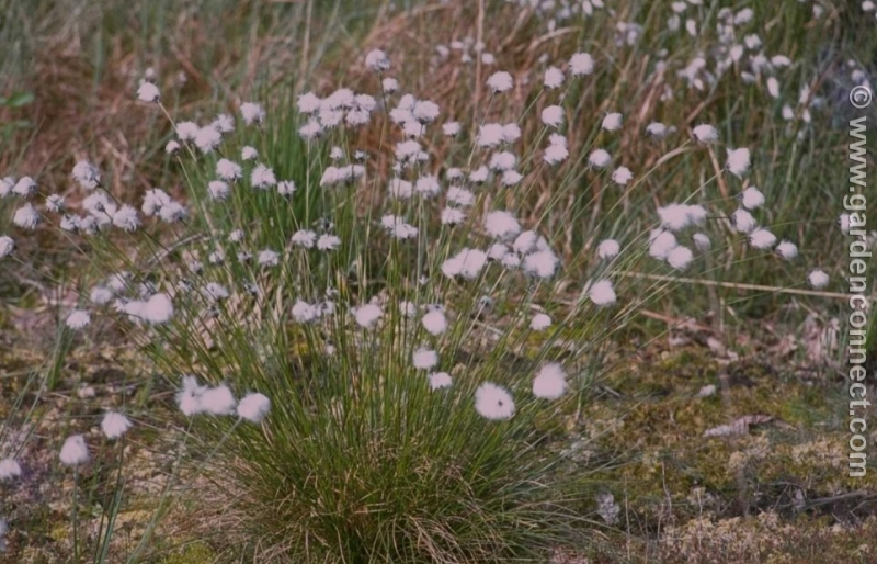 Cottongrass Plant finder Knights Garden Centres