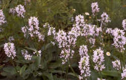 Ezelsoren - Plantengids - Wenninkhof