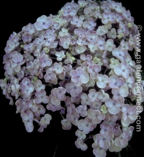 Hortensia - Plantguide - Radway Bridge Garden Centre