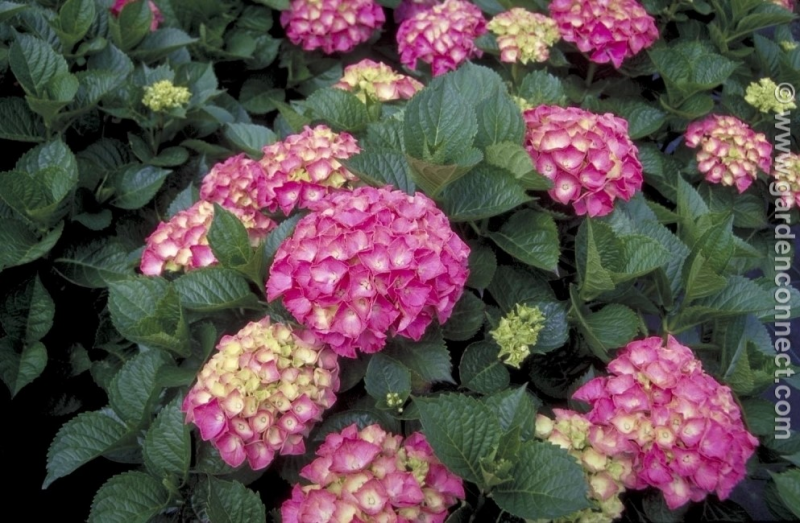 Hortensia - Plant finder - Knights Garden Centres