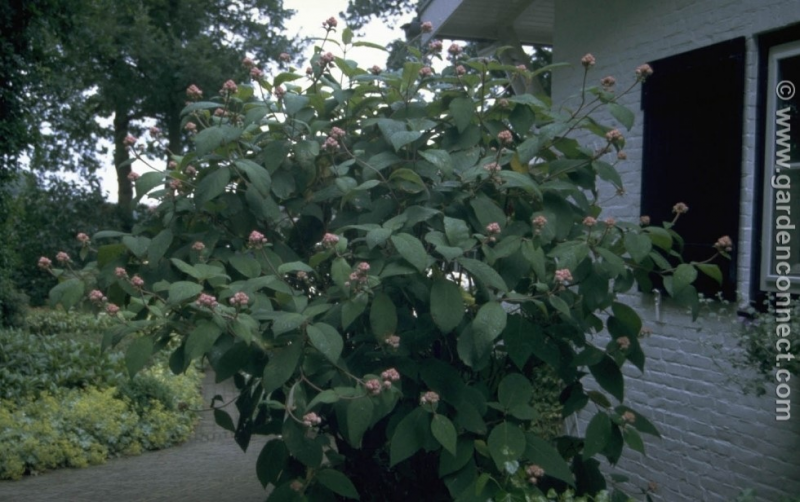 Hortensia - Plantguide - Forest Garden Centre | Matlock