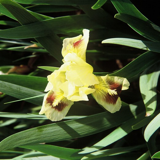 Investere forvirring Håndfuld Iris - Plant finder - Knights Garden Centres