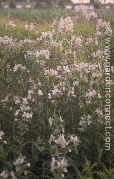 White rosebay willowherb