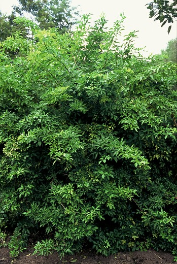 Angelica shrub