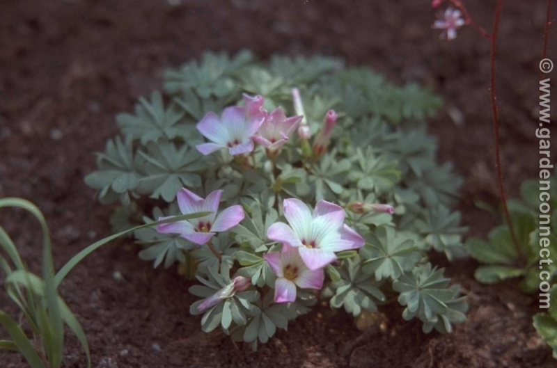 Wood Sorrel Plantguide Forest Garden Centre Matlock