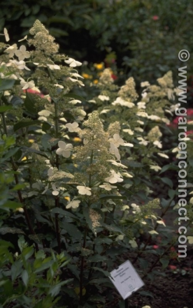 Hortensia - Plantguide - Rushfields Plant Centre