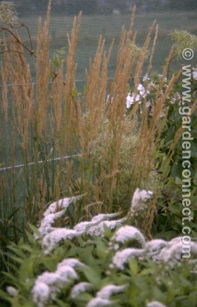 Feather reed grass