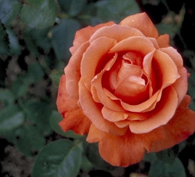 Grootbloemige roos