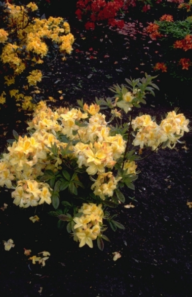 Rododendron