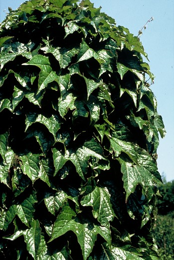 Virginia Creeper Plant Care And Growing Guide 3710