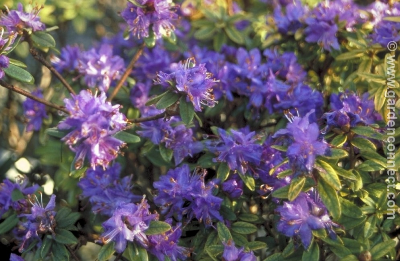 Rhododendron Plant Finder Knights Garden Centres Rhododendron Plant Finder Knights Garden Centres