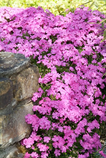 Garden Phlox - Plant finder - Knights Garden Centres