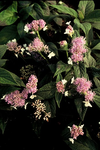 Hortensia - Plantguide - Forest Garden Centre | Matlock