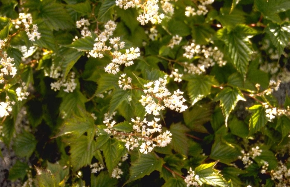 Tuincentrum Nieuw Hanenburg Te Den Haag