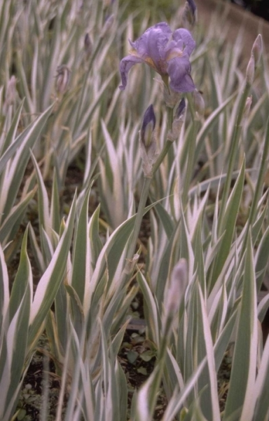 Dalmatische iris