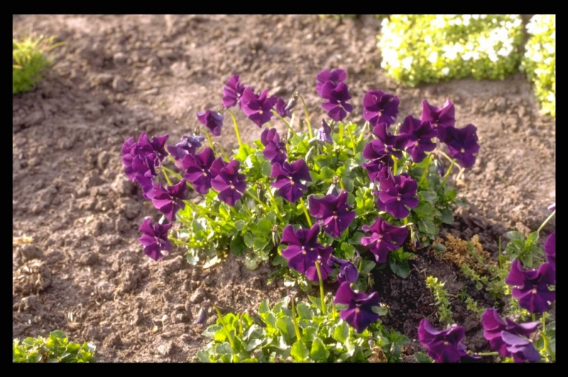 Viola Plant Finder Knights Garden Centres