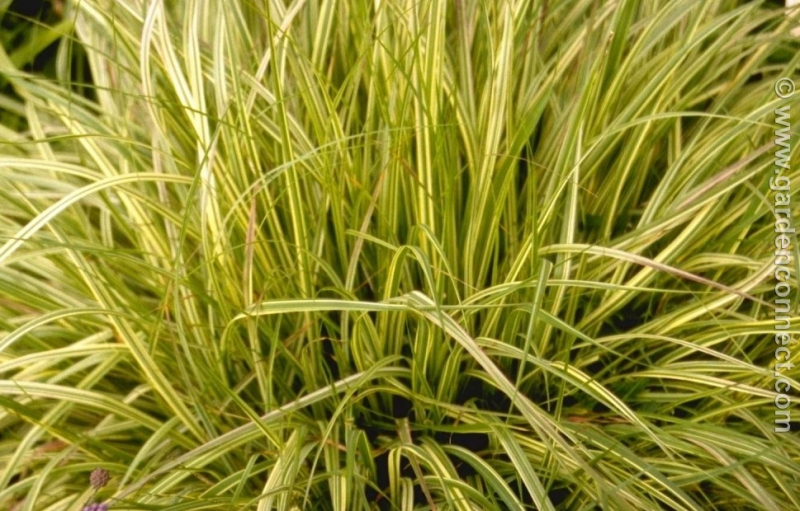 Moor grass - Plant finder - Knights Garden Centres