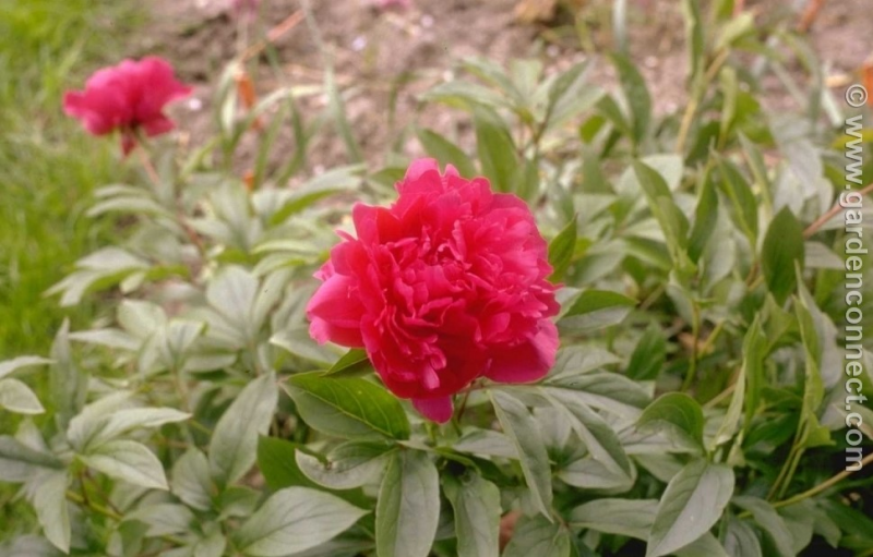 Peony Plant Finder Knights Garden Centres