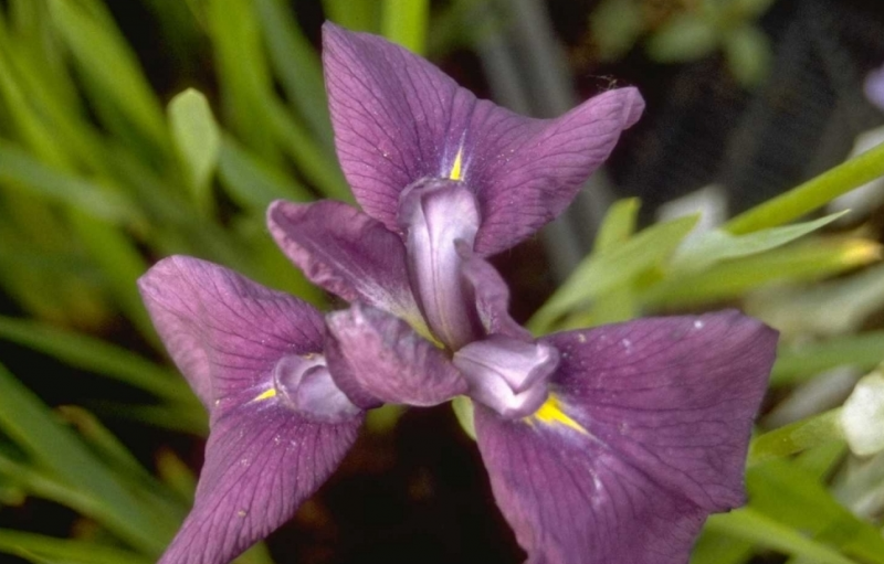 Japanse iris