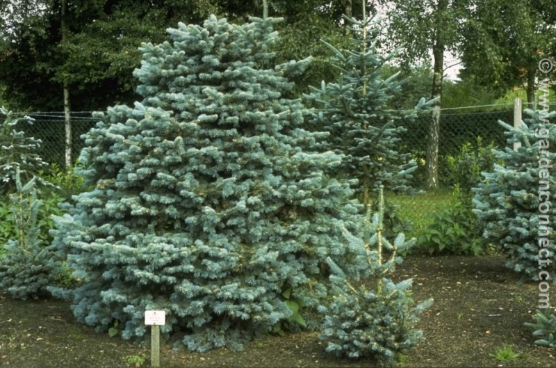 Subalpine fir