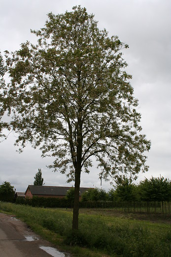 Black Locust - Plant finder - Knights Garden Centres