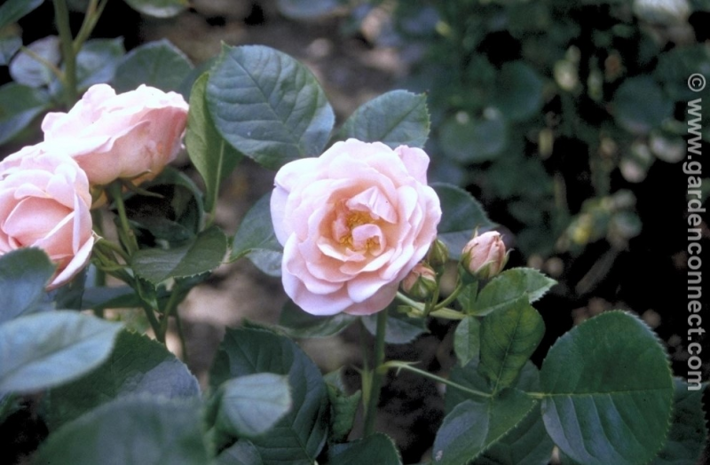 Rose - Plant finder - Knights Garden Centres