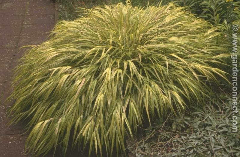  Hakone grass
