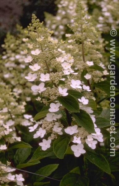 Hortensia - Plant finder - Knights Garden Centres