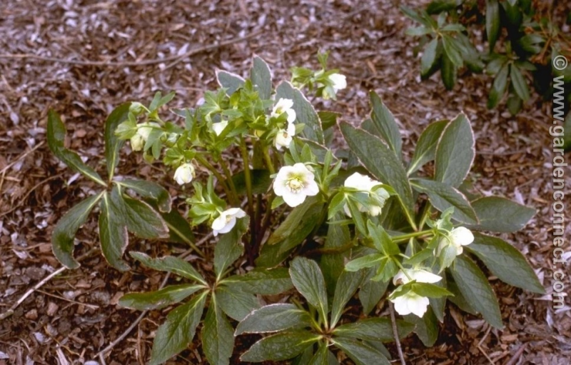 The Healing Power of the Christmas Rose: The Medicinal Value of Black Hellebore