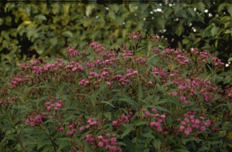 Vernonia Guide des plantes Famiflora ouvert 7/7